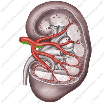 Posterior branch of the renal artery (r. posterior arteriae renalis)